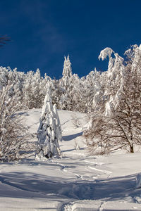 Trees covered in snow