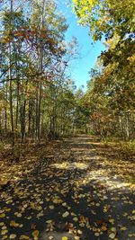 Trees in forest during autumn