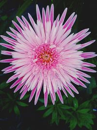Close-up of pink flower blooming outdoors