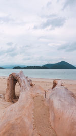 Driftwood on beach against sky