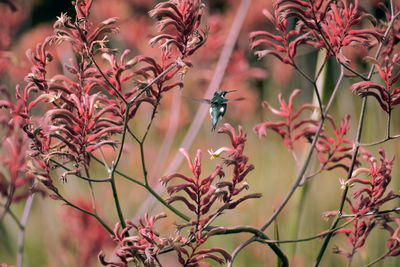 Close-up of bird on plant