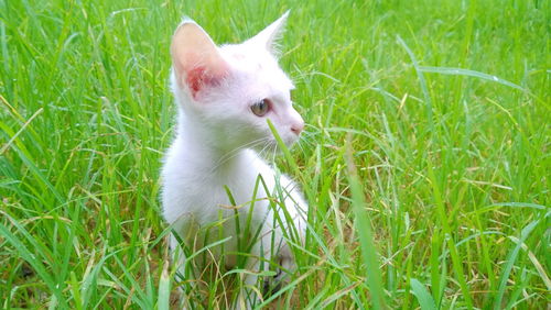 Cat lying on grass