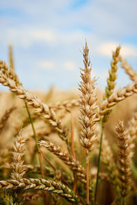 Wheat field. close up of wheat ears. harvesting period