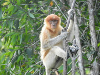 Portrait of monkey on tree in forest