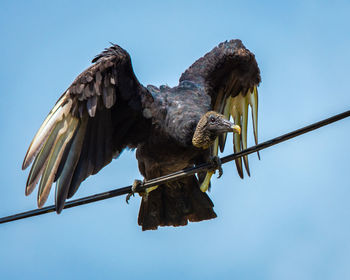 Low angle view of vulture perching on cable against clear blue sky