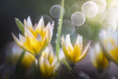 Close-up of yellow flowering plant