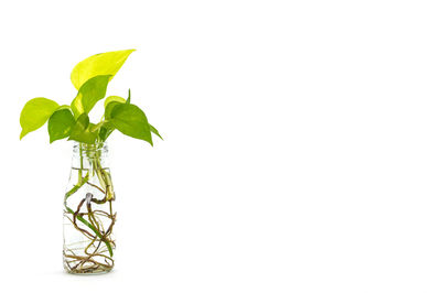 Close-up of plant in vase against white background