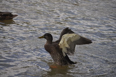 Duck swimming in lake