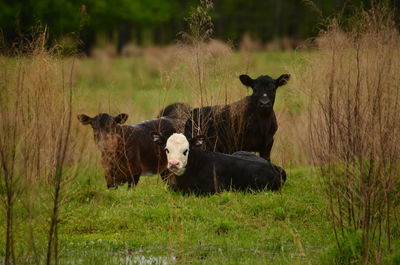 Cows standing in a field