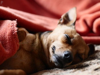 Dog sleeping with blanket 