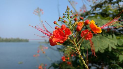 Close-up of red flowers blooming against sky