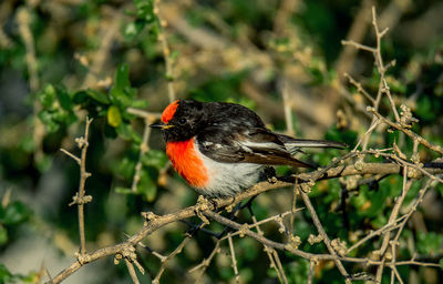 Red-capped robin petroica goodenovii