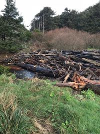 Stack of logs on field