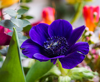 Close-up of purple flowering plant