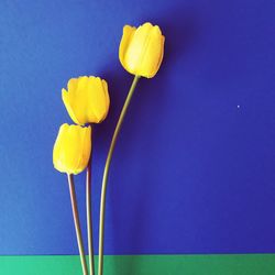 Close-up of yellow tulip flower against blue background
