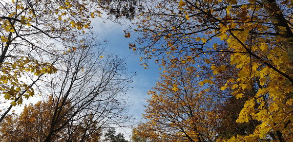 Low angle view of trees against sky during autumn