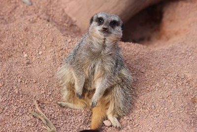 High angle view of meerkat on field