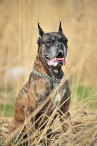 Close-up of a dog on field