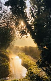 Scenic view of river in forest against sky