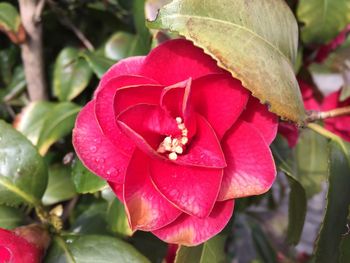 Close-up of red rose flower