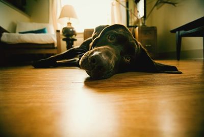 Close-up of dog on wooden floor