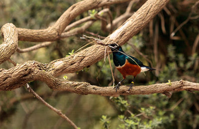 Close-up of bird perching on branch