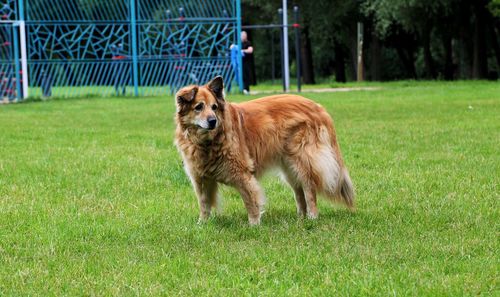 Dog on field