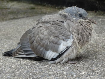 Close-up of bird perching on a field