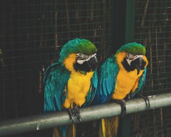 Close-up of parrot in cage