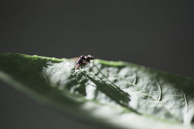 Close-up of fly on leaf against black background