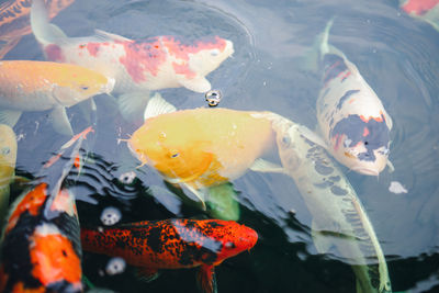 View of koi carps swimming in pond