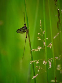 Close-up of insect on grass