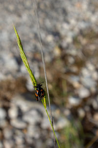 Close-up of insect on leaf