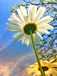 Low angle view of white flower against sky