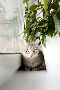 domestic animals
