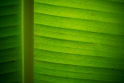 Full frame shot of green plant