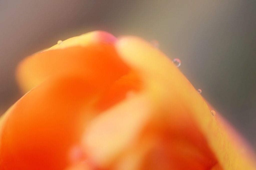 close-up, selective focus, orange color, focus on foreground, freshness, flower, beauty in nature, fragility, petal, nature, growth, no people, red, outdoors, yellow, flower head, single flower, day, macro, part of
