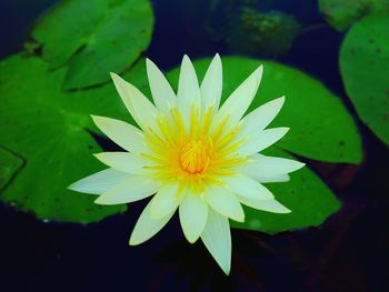 Close-up of water lily blooming outdoors