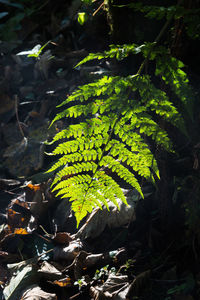 Close-up of plant growing on field