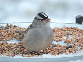 Close-up of bird eating food