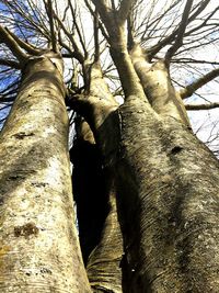 Low angle view of bare tree