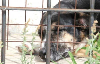 Dogs locked up victims of animal abuse and abuse
