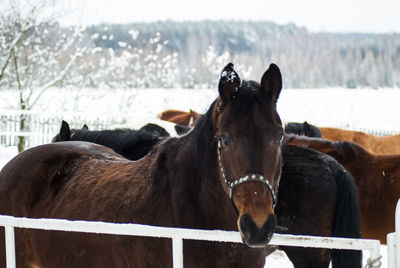 Horse standing on snow against sky