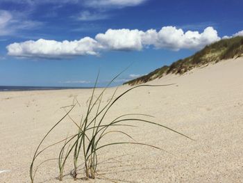 Close-up of grass on beach