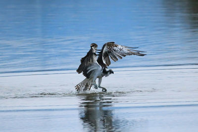 Close-up of bird on lake