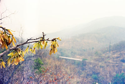 Close-up of plant against mountain