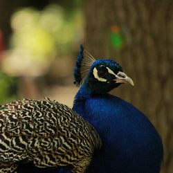 Close-up of a peacock