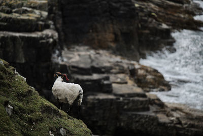 Sheep perching on rock formation