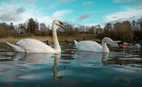 Mute swan swans pair low-level water side view macro animal background portrait