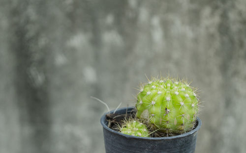 Close-up of potted cactus plant against wall